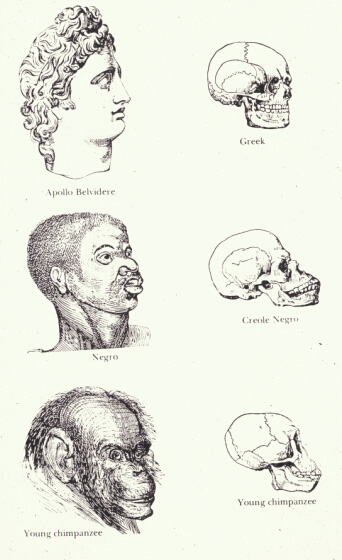 Illustration from Josiah Clark Nott and George Robert Gliddon, "Indigenous Races of the Earth" (1857). Photo: Wikimedia.