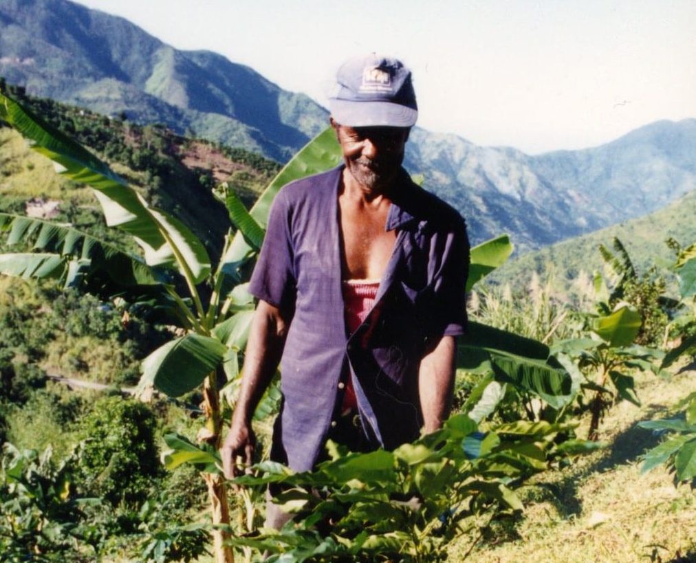 A New Book on Plantation Coffee in Jamaica, 17901848 AAIHS